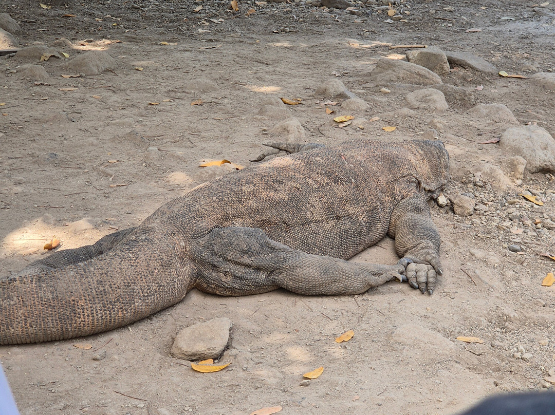 Komodo Heaven Tours-Labuan Bajo必去景点