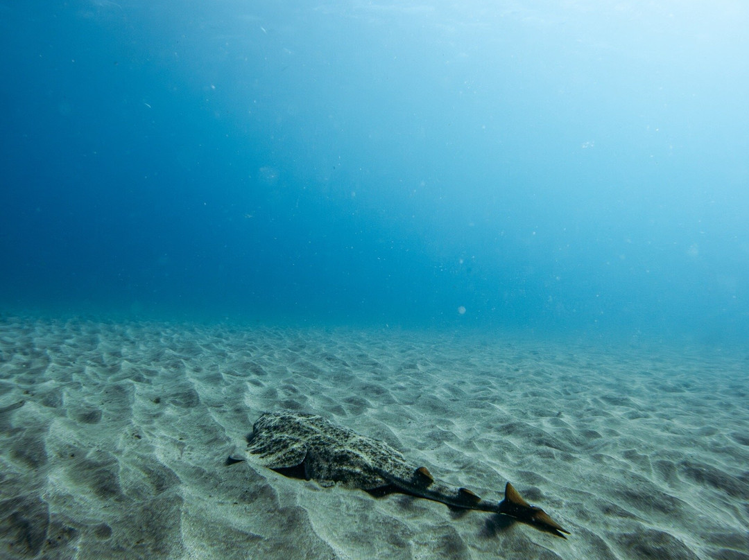 Buceo Norte-大加纳利必去景点