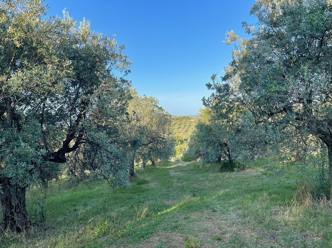 Wild Camp
