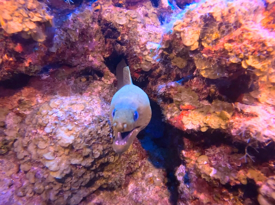 Living The Dream Divers-七哩滩必去景点