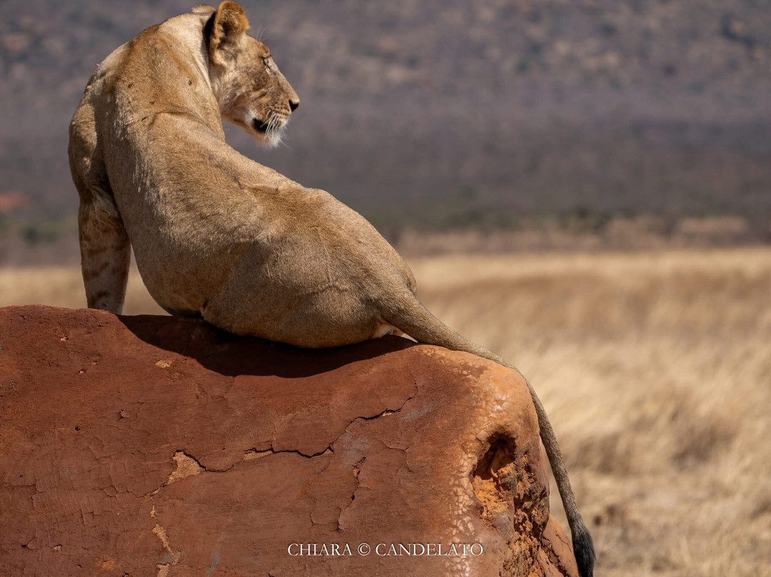 Nurali Safaris Kenya-马林地必去景点