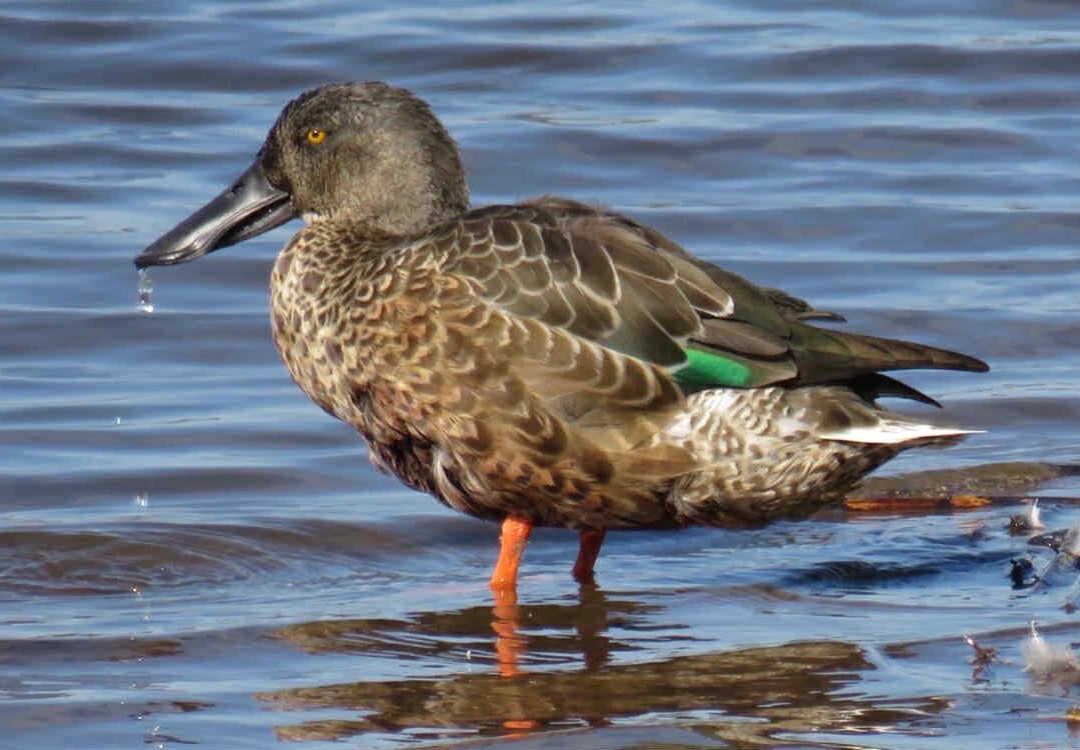 Blacktoft Sands-古尔必去景点