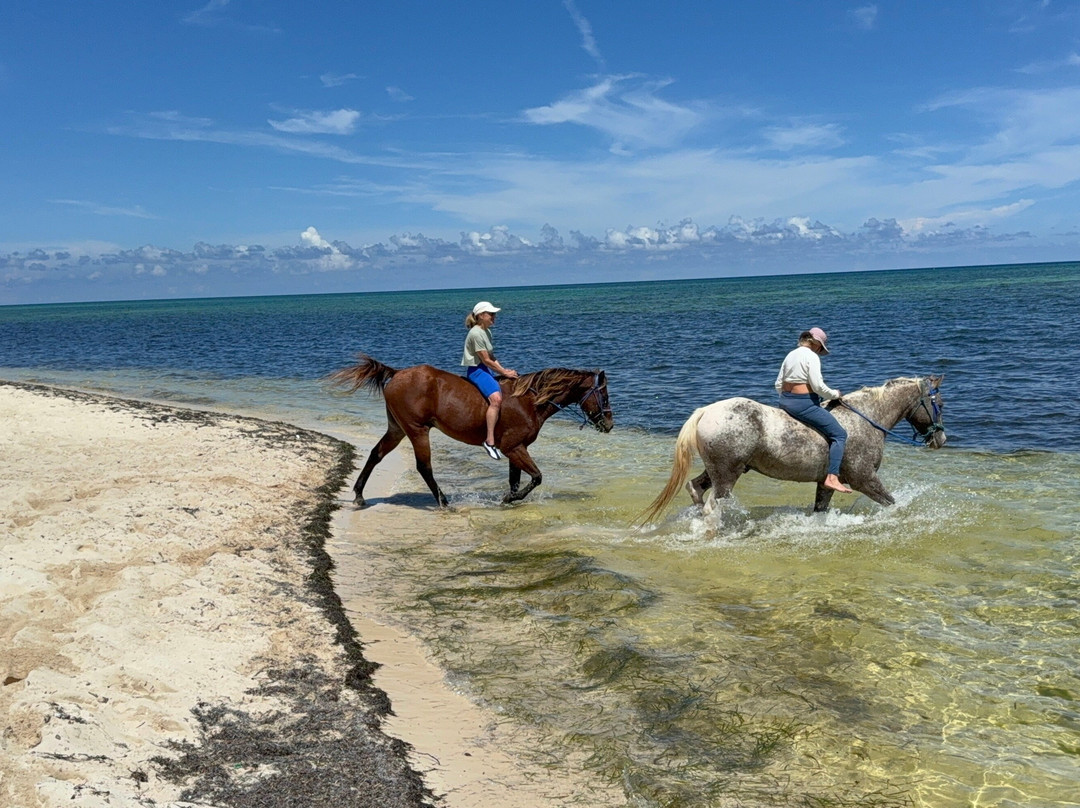 Cayman Horse Riding-西湾必去景点