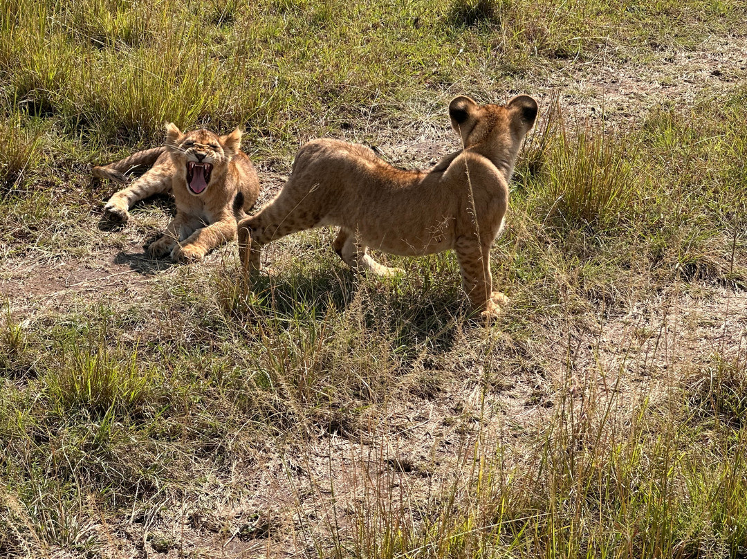 Adventure Out Loud-Kandanga必去景点