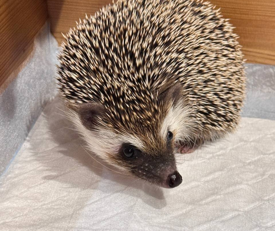 Yezheminutka-莫斯科必去景点