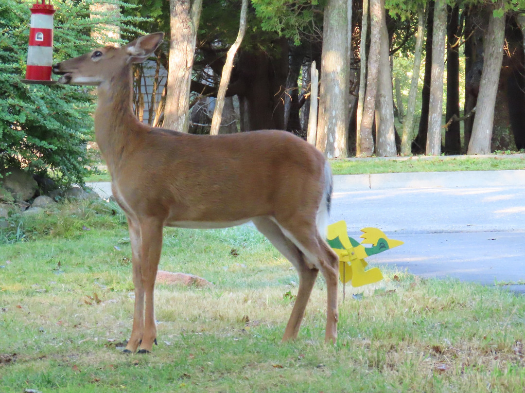 Picket Fence Motel主图