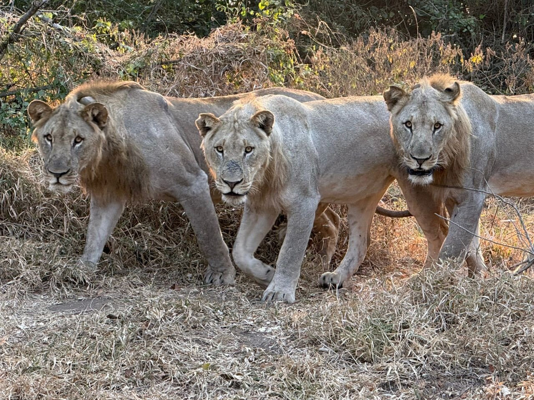 Thawale Lodge - Majete Wildlife Reserve