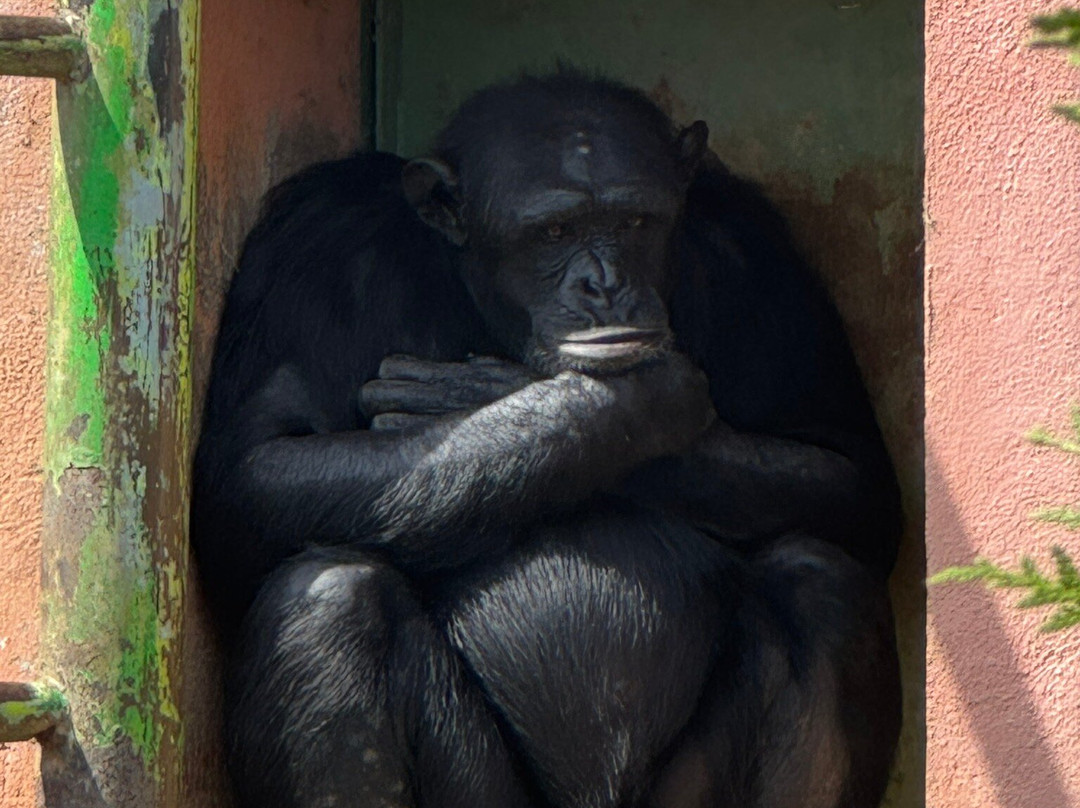 Touroparc Zoo-Romaneche-Thorins必去景点