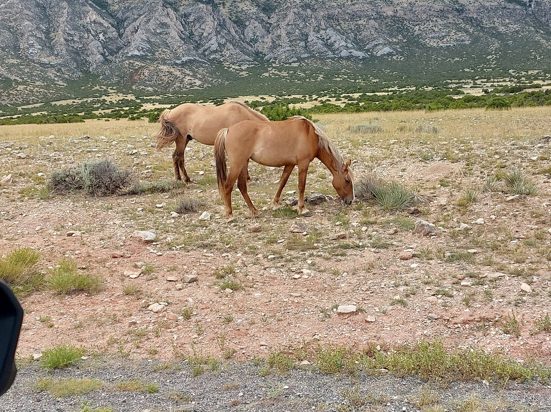 Pryor Mountain Wild Mustang Center-Lovell必去景点