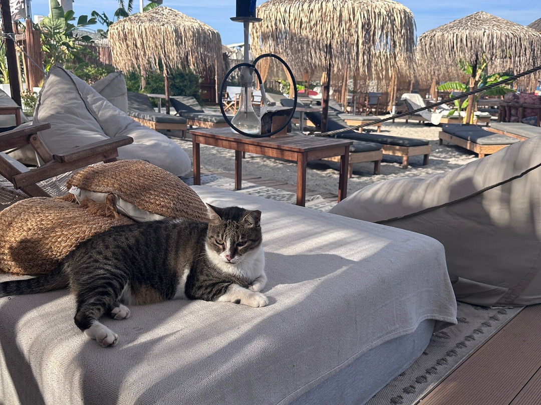 Papa's Beach Bar-Kos Town必去景点