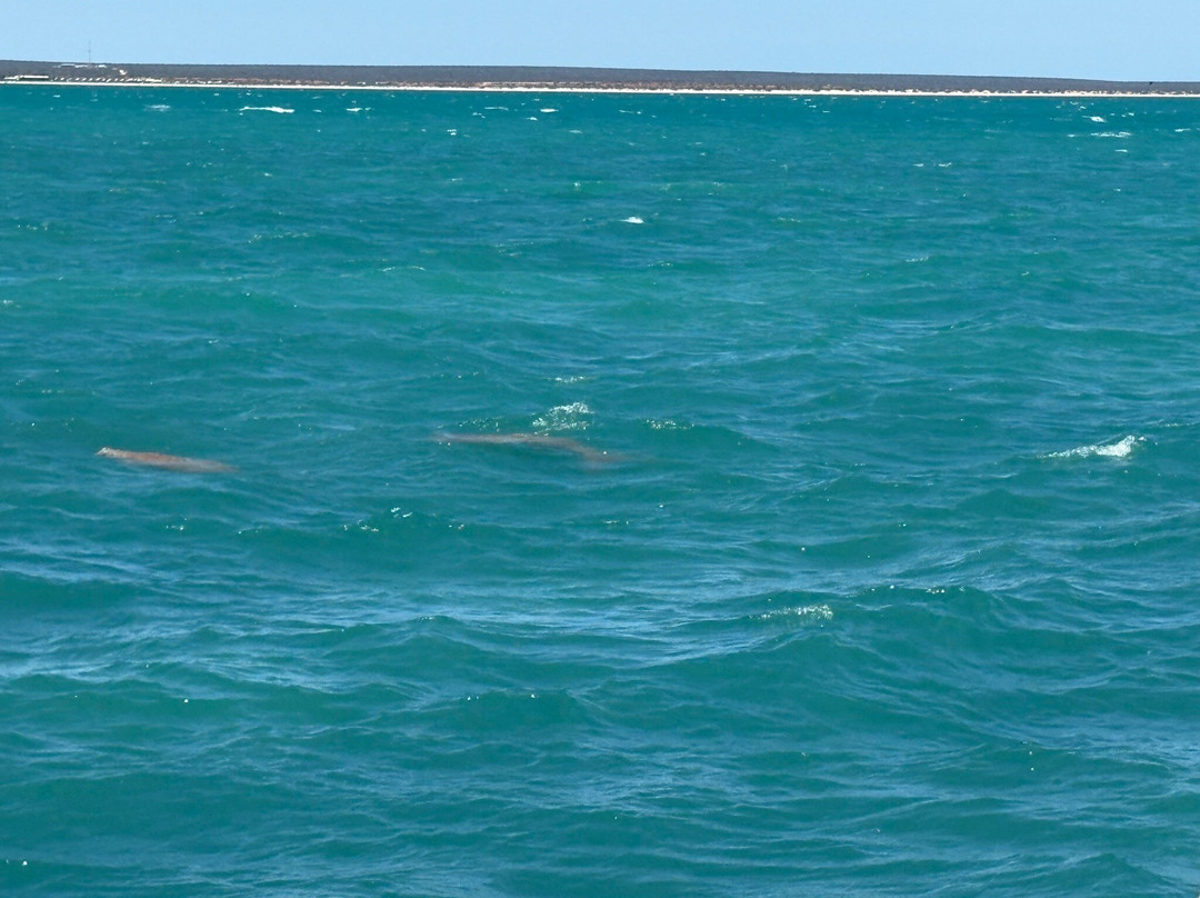 Perfect Nature Cruises-Monkey Mia必去景点