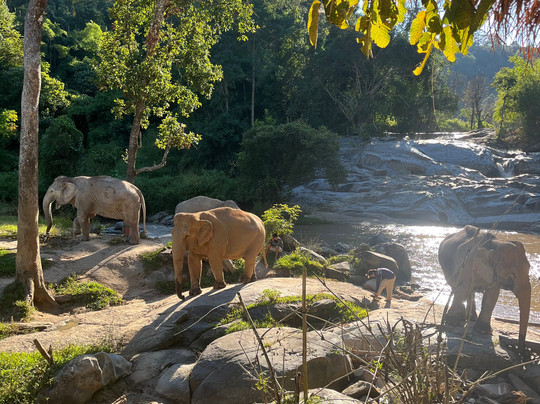 Joy Elephant Sanctuary-清迈必去景点