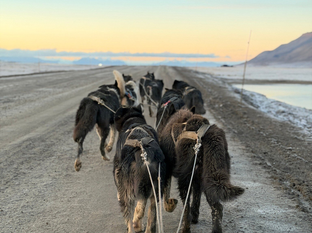 Green Dog Svalbard-朗伊尔城必去景点