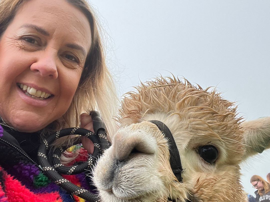 Charnwood Forest Alpacas-Boundary必去景点