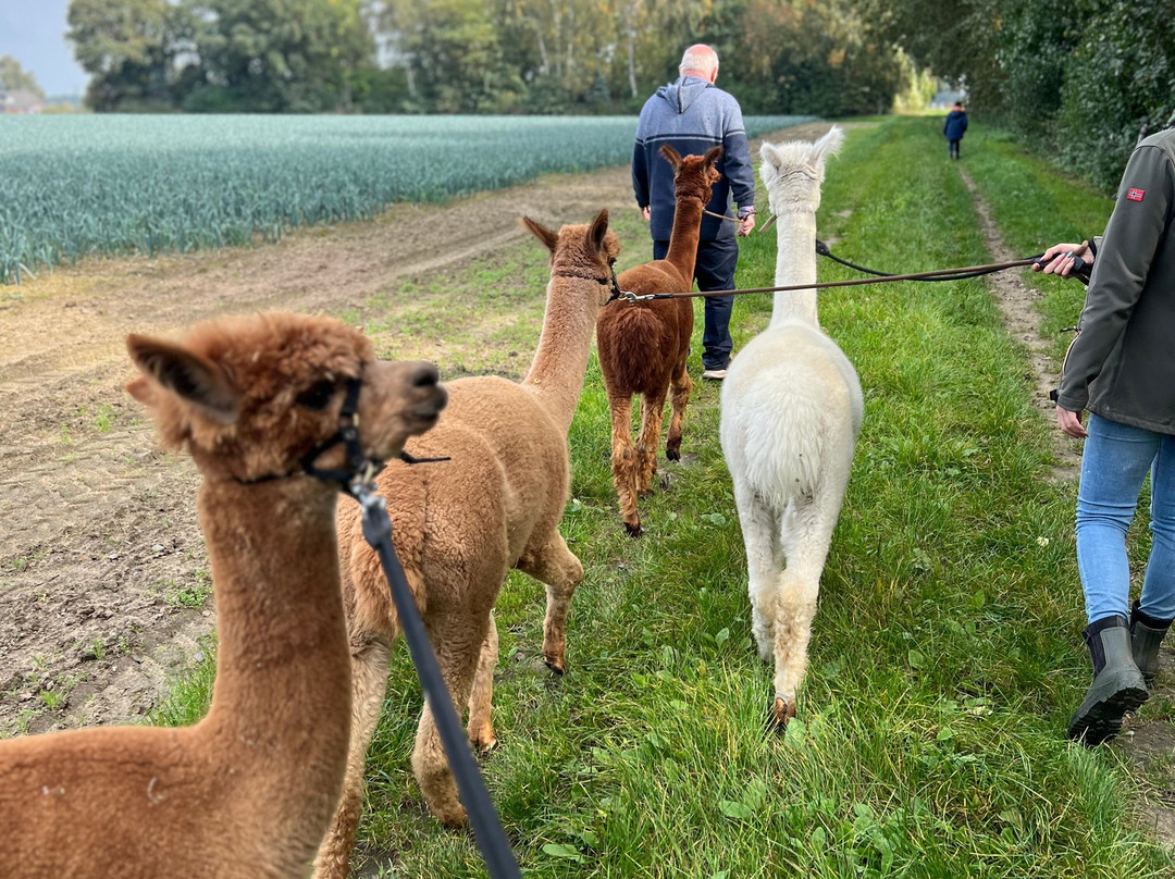Alpacaboerderij Hertingshof-Hunsel必去景点