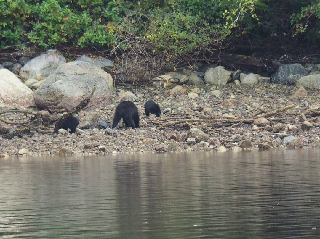 Remote Passages Marine Excursions-托菲诺必去景点