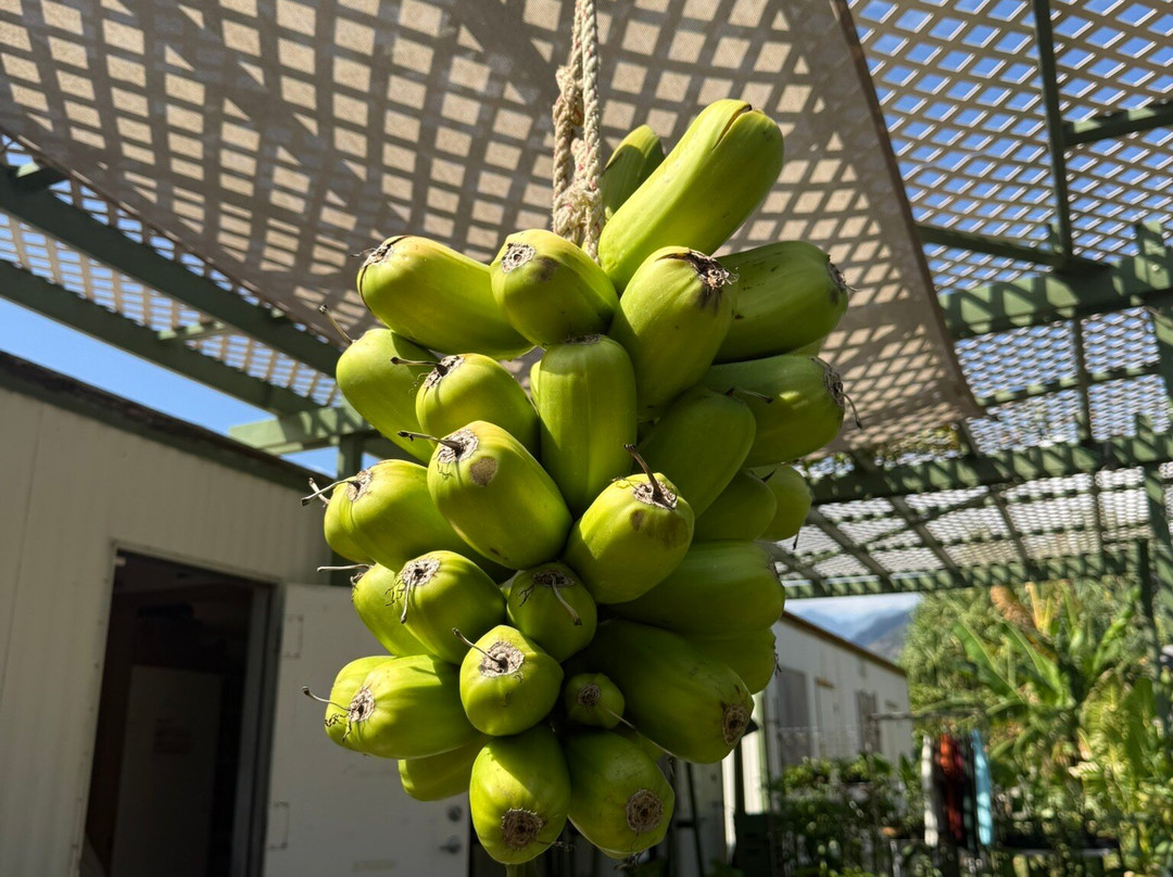 Maui Nui Botanical Gardens-卡胡卢伊必去景点