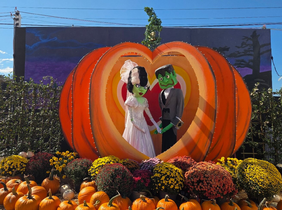 Mr. Bones Pumpkin Patch-卡尔弗城必去景点