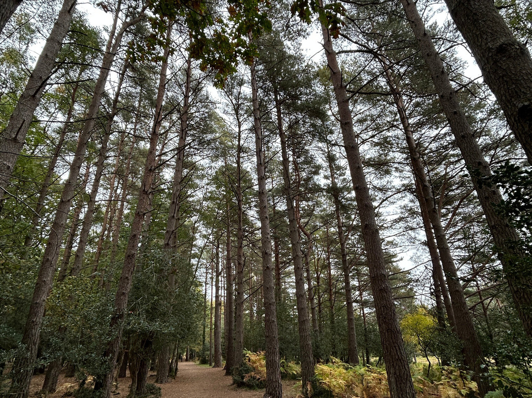 Whitefield Moor (and car park)-Brockenhurst必去景点