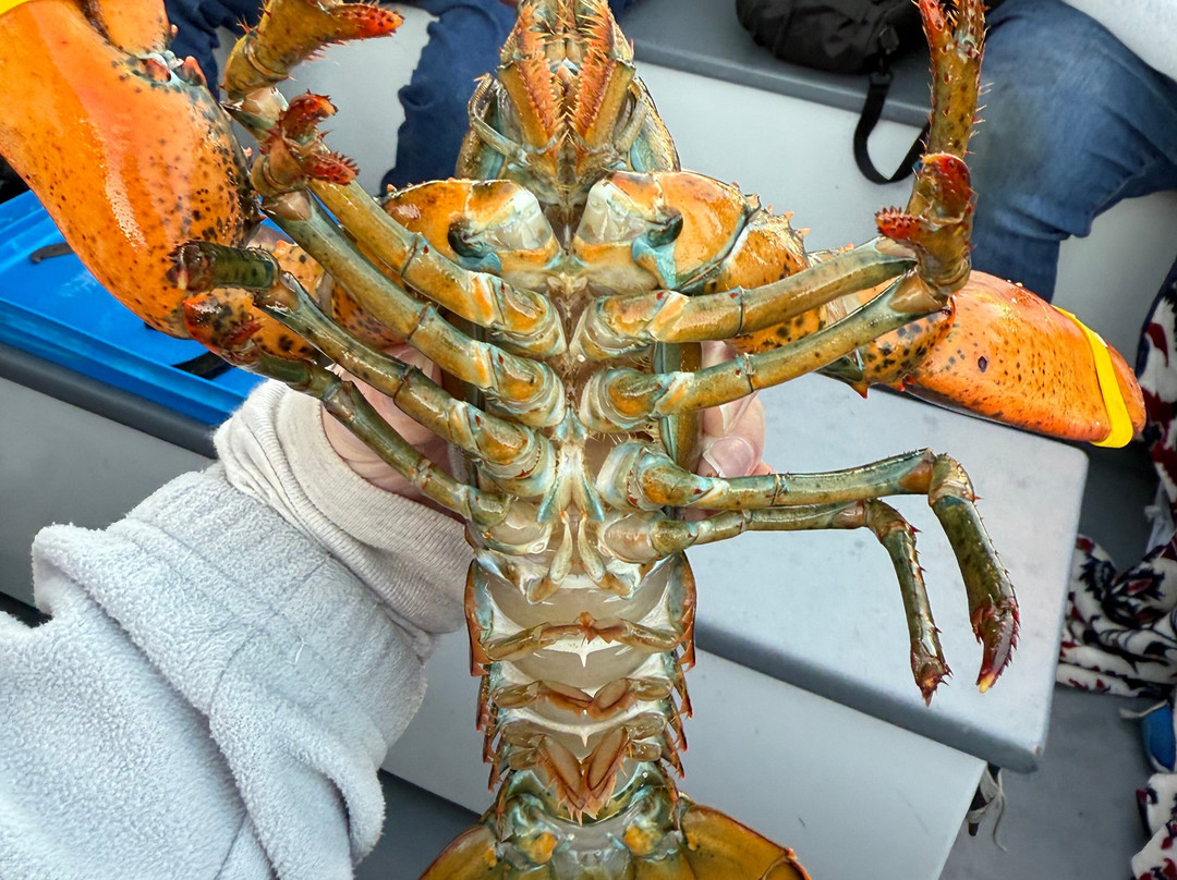 Sail Acadia-Southwest Harbor必去景点