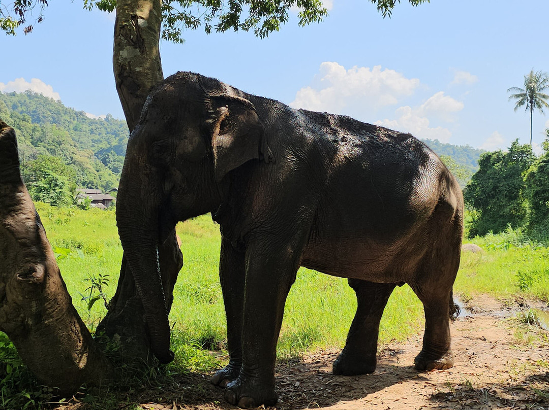 Doi Lom Elephant Rescue Sanctuary-夜登必去景点