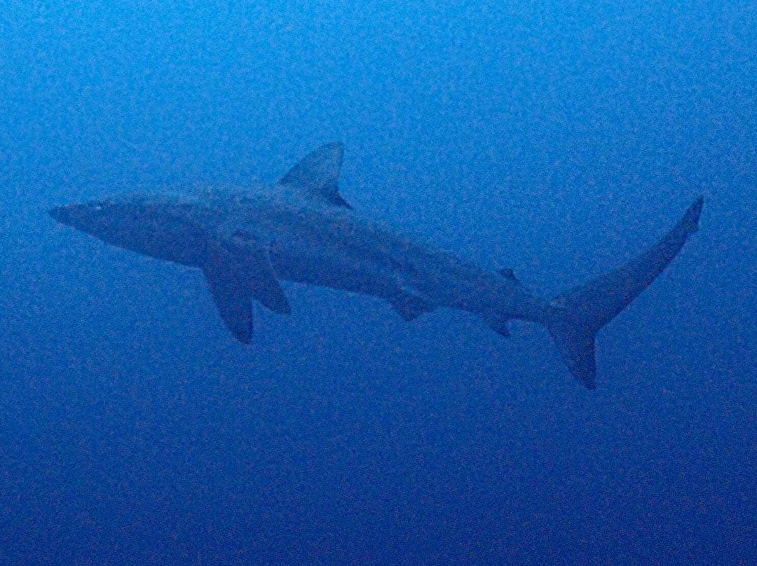 Gozo Azul Diving-Ponta do Ouro必去景点