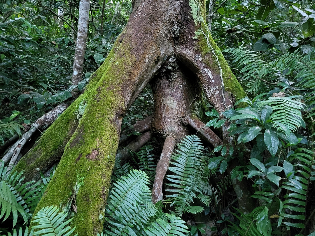 Afro Divers-奔巴岛必去景点