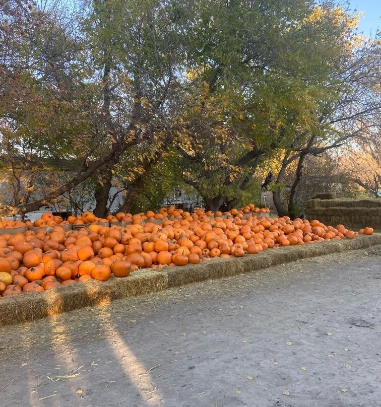 Lincoln Gardens-Lumsden必去景点