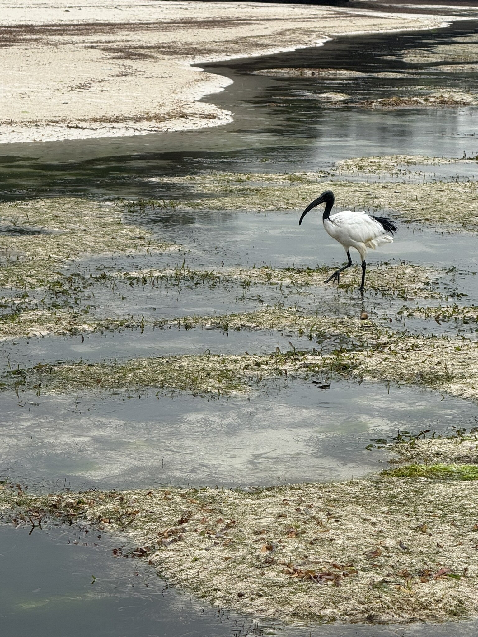 The Charming Lonno Lodge-泳池