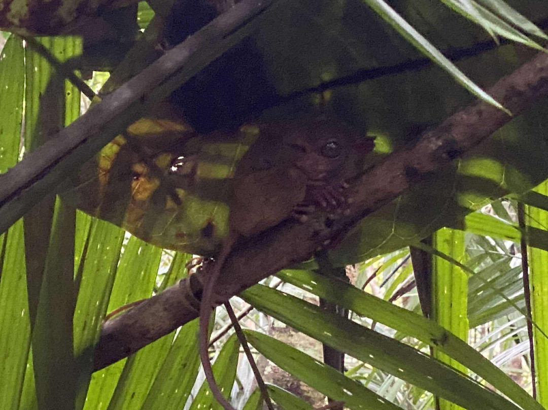 眼镜猴保护区-Bilar必去景点