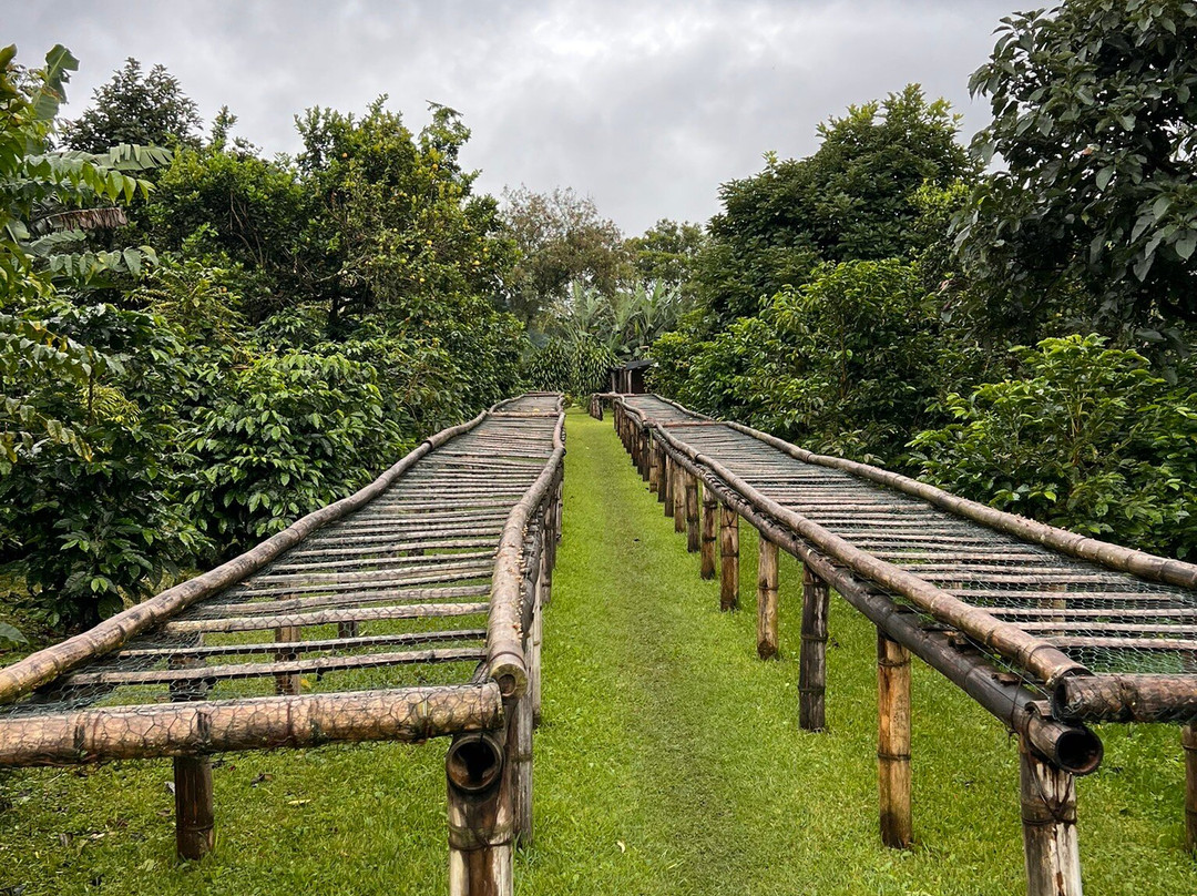 Boquete Coffee Tour-波魁特必去景点