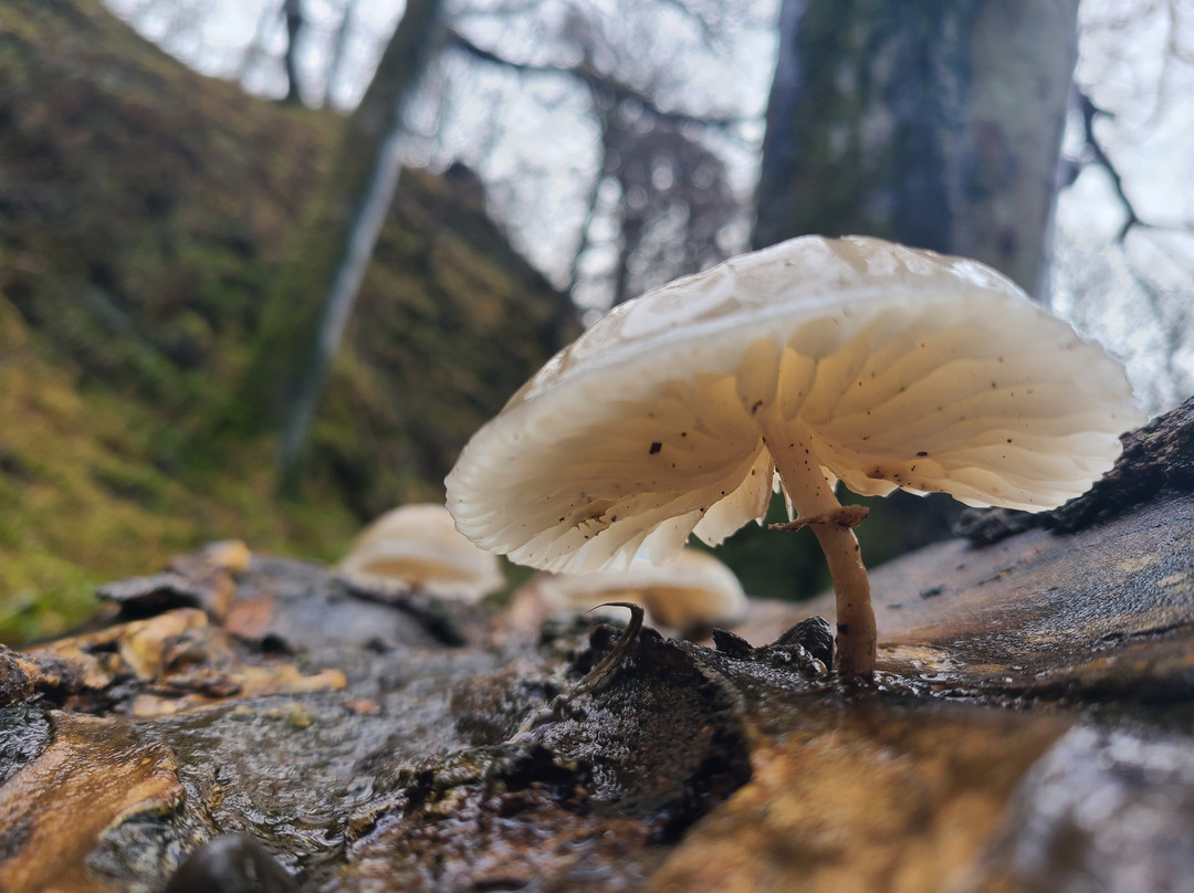 Dunollie Museum, Castle and Grounds-奥本必去景点