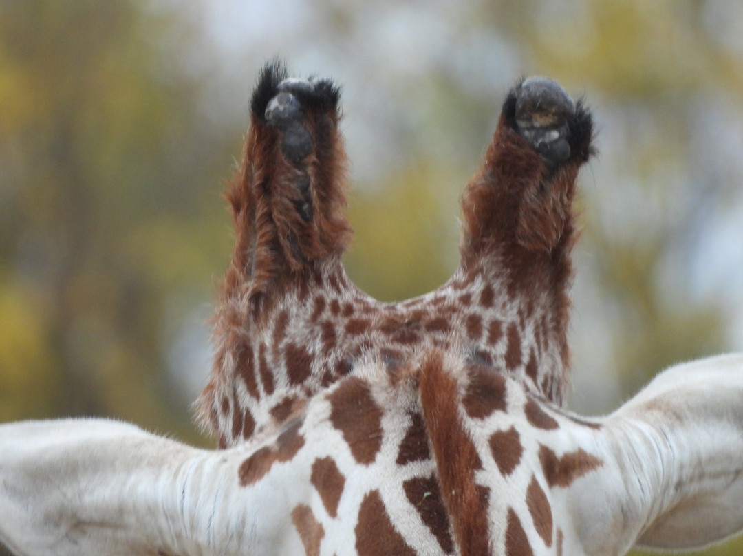 Colchester Zoo-科尔切斯特必去景点