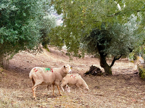 Ride & Roam Portugal-埃武拉必去景点