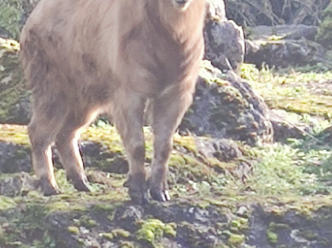 Parc Zoologique & Botanique de Mulhouse-米卢斯必去景点