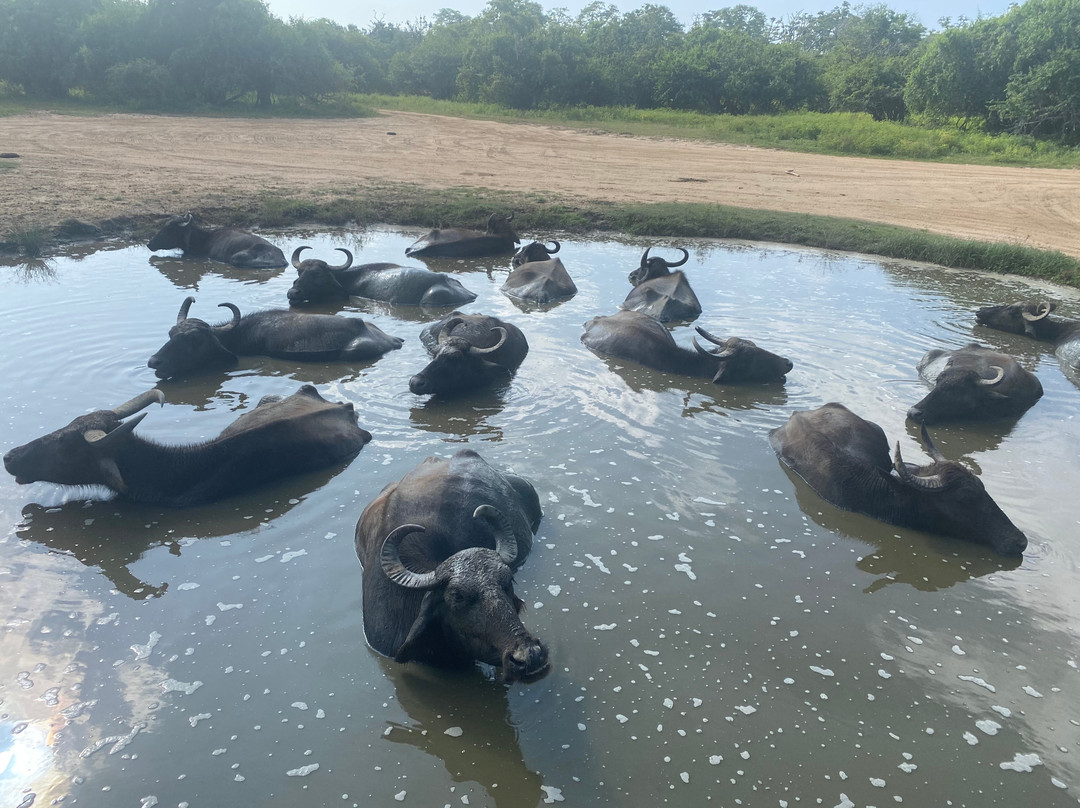 Yala Leopard Eye Safari-Palatupana必去景点