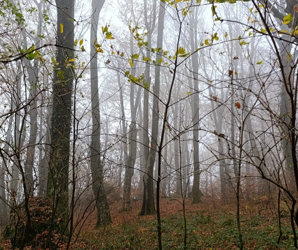 Faggeta del Monte Cimino-Soriano nel Cimino必去景点