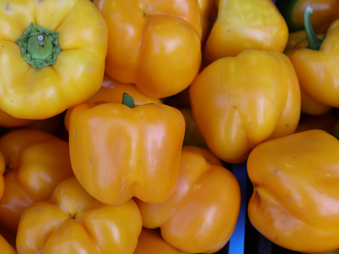 Sagra del Peperone-Carmagnola必去景点