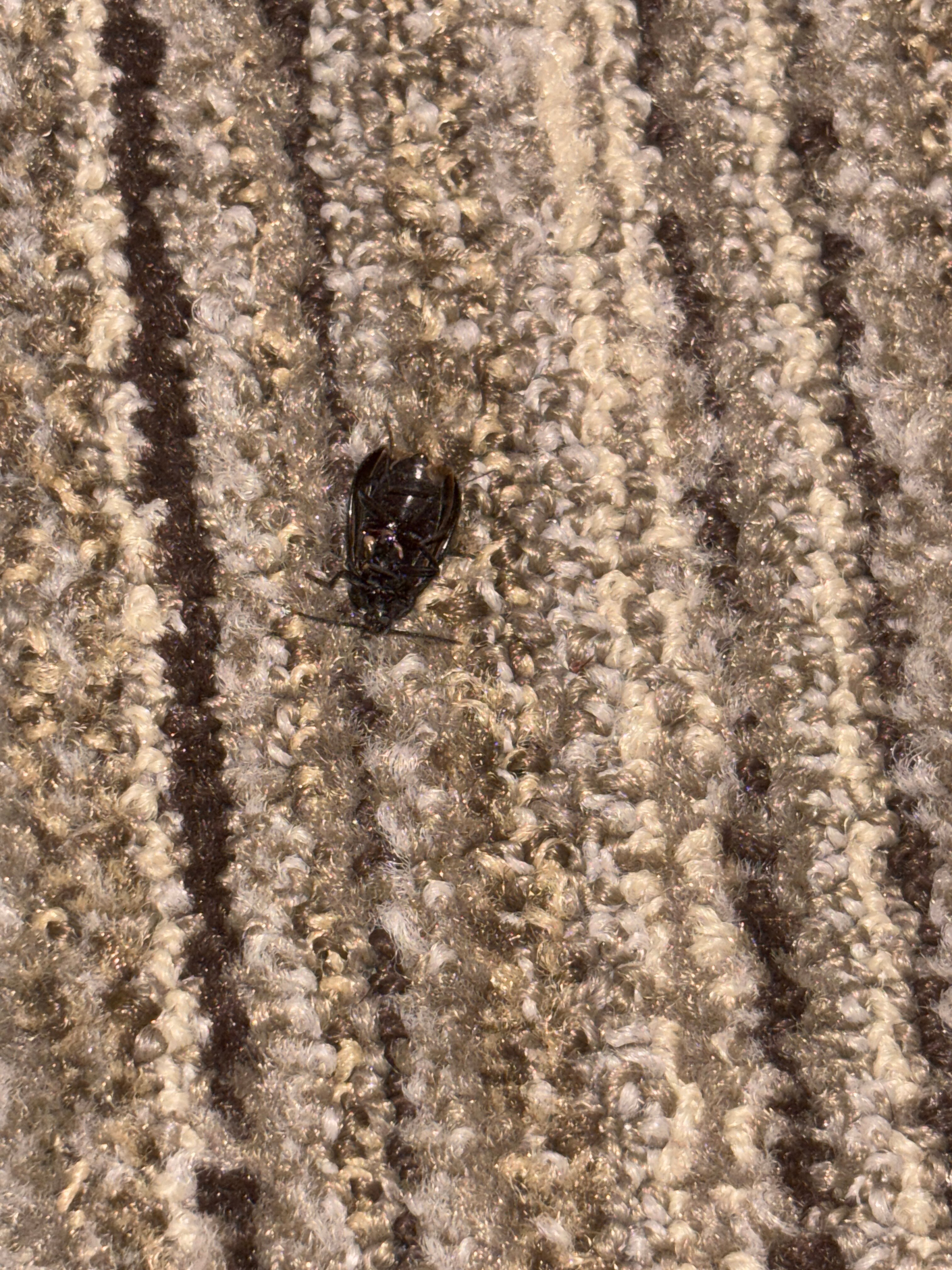 加兹登快捷假日&套房酒店-官方