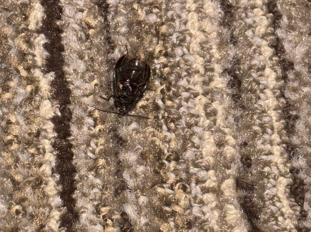 加兹登快捷假日&套房酒店主图