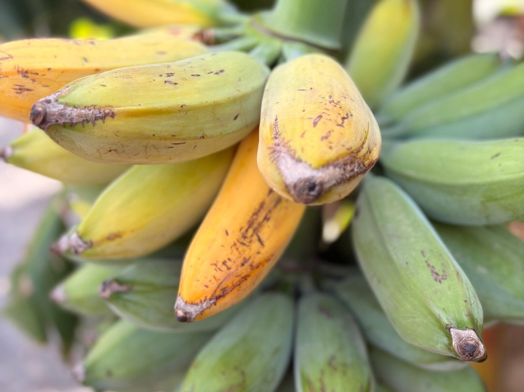 La Rekompensa Mundo del Plátano-Arucas必去景点