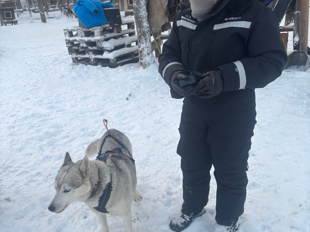 Arctic Borealis Huskies-Ranua必去景点