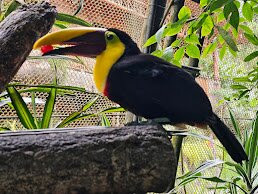 Sol Tropical Day Tours-圣何塞必去景点