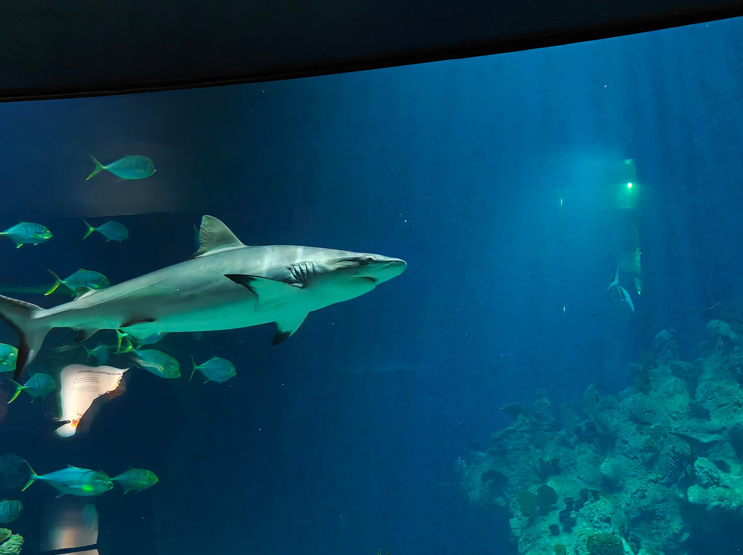 The Deep-赫尔河畔金斯顿必去景点