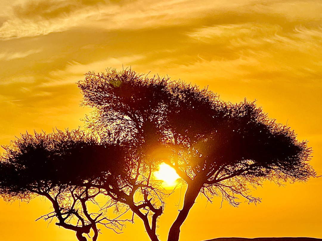 Caravane Renard du Desert-迈哈米德必去景点