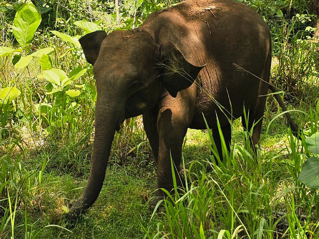 Mahaweli Tours & Holidays-Kandana必去景点