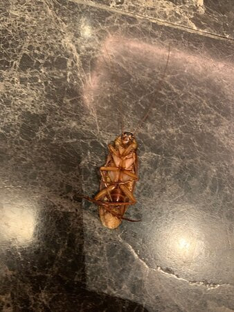 新山阿玛瑞酒店主图