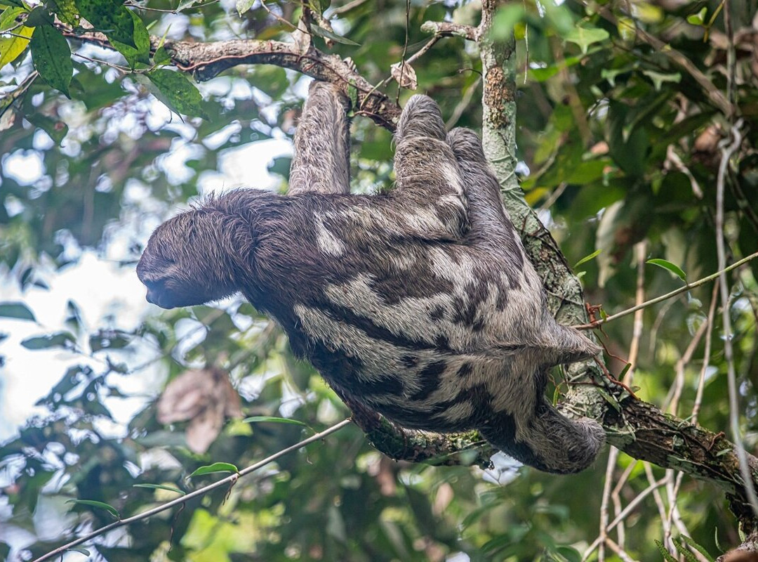 Cuyabeno Dolphin Lodge-Cuyabeno Wildlife Reserve必去景点