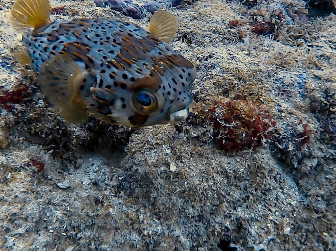 Nautica Plongee Caraibes-Pointe-Noire必去景点