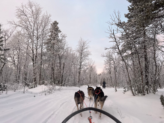 哈士奇雪橇之旅-基律纳必去景点